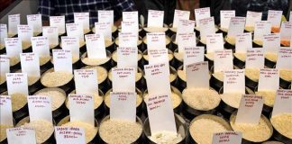 Cước vận tải “ghìm chân” xuất khẩu gạo châu Á