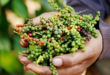 Xuất khẩu hồ tiêu tăng mạnh trong tháng 3