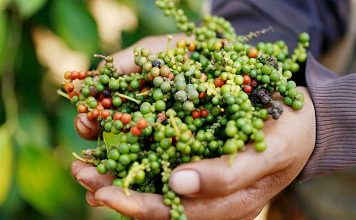 Xuất khẩu hồ tiêu tăng mạnh trong tháng 3