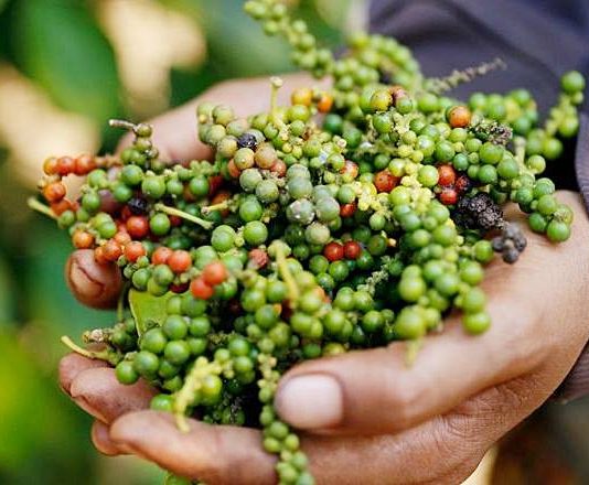 Xuất khẩu hồ tiêu tăng mạnh trong tháng 3