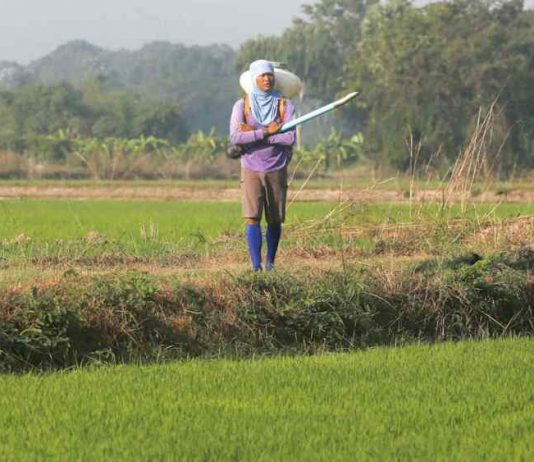 Đông Nam Á đối mặt nguy cơ thiếu phân bón khi giá tăng mạnh do xung đột Iran