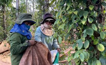 Hồ tiêu niên vụ 2026: Được giá, “khát” nhân công