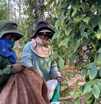 Hồ tiêu niên vụ 2026: Được giá, “khát” nhân công