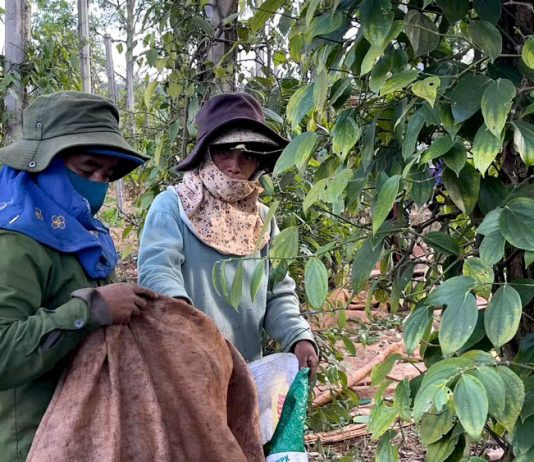 Hồ tiêu niên vụ 2026: Được giá, “khát” nhân công