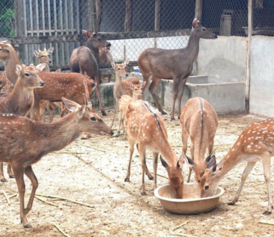 Nông dân Gia Lai làm giàu từ nhung hươu, nai sau thất bại cay đắng