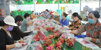 EU có thể sẽ “siết” chanh leo và thanh long của Việt Nam