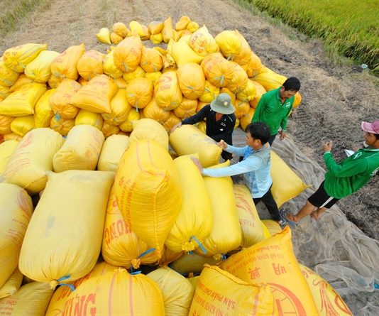 Đề xuất thu mua lúa gạo bổ sung dự trữ quốc gia