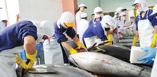 Cá ngừ đang… khó vào Mỹ