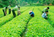 Xử lý nghiêm vi phạm trong buôn bán giống cây trồng giả