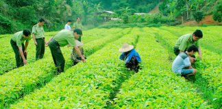 Xử lý nghiêm vi phạm trong buôn bán giống cây trồng giả