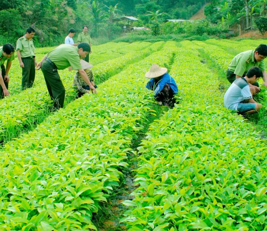 Xử lý nghiêm vi phạm trong buôn bán giống cây trồng giả