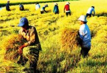 Đảm bảo việc điều hành sản xuất và tiêu thụ lúa gạo trong tình hình mới
