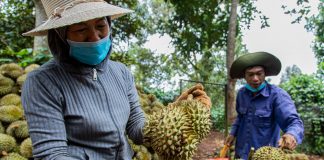 Xuất khẩu sầu riêng đạt hơn 117 triệu USD