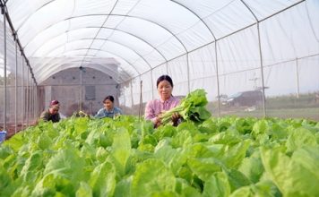 Khơi thông nguồn vốn cho vay phát triển nông nghiệp công nghệ cao
