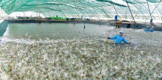 Hợp tác xã và doanh nghiệp nhỏ vẫn đứng ngoài tài chính xanh