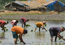 Thiếu phân bón vì chiến sự Iran, nông dân Nam Á đứng trước rủi ro mất mùa