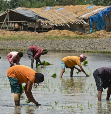 Thiếu phân bón vì chiến sự Iran, nông dân Nam Á đứng trước rủi ro mất mùa