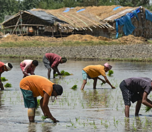 Thiếu phân bón vì chiến sự Iran, nông dân Nam Á đứng trước rủi ro mất mùa