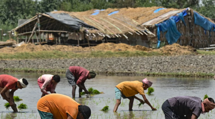 Thiếu phân bón vì chiến sự Iran, nông dân Nam Á đứng trước rủi ro mất mùa