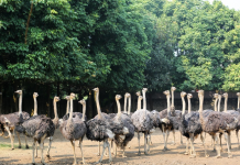 Chán gà, bò giá bấp bênh, quyết làm giàu từ loài chim khổng lồ