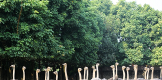 Chán gà, bò giá bấp bênh, quyết làm giàu từ loài chim khổng lồ