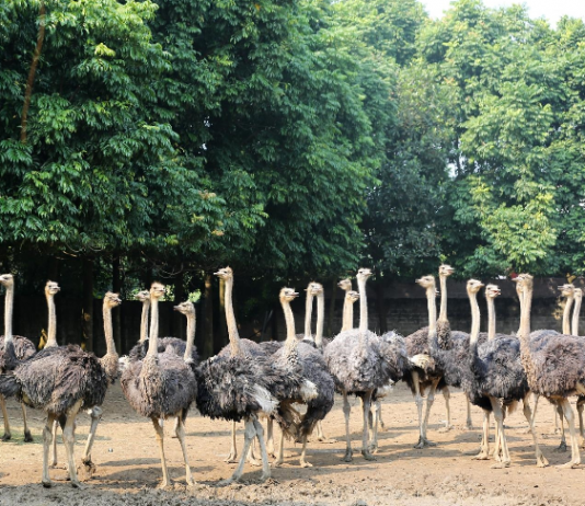 Chán gà, bò giá bấp bênh, quyết làm giàu từ loài chim khổng lồ