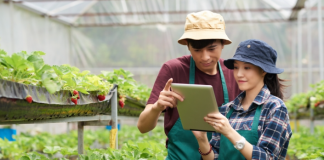 Làn sóng doanh nghiệp mới trong nông nghiệp đang dâng cao