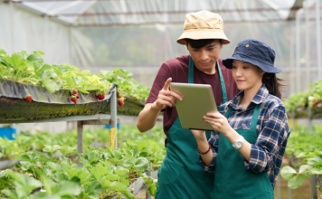 Làn sóng doanh nghiệp mới trong nông nghiệp đang dâng cao