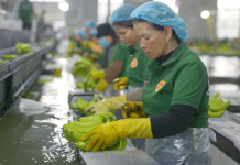 Công ty Duy Tân (Quảng Ngãi) dự thu hơn 100 triệu USD chuối tại Campuchia