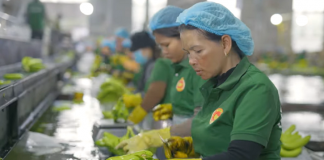 Công ty Duy Tân (Quảng Ngãi) dự thu hơn 100 triệu USD chuối tại Campuchia