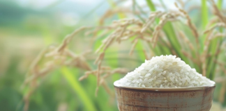 Giá lúa gạo đồng loạt tăng