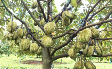 Mở rộng “vé thông hành” cho sầu riêng Gia Lai sang Trung Quốc