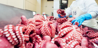 Xuất khẩu mực, bạch tuộc tăng trưởng mạnh