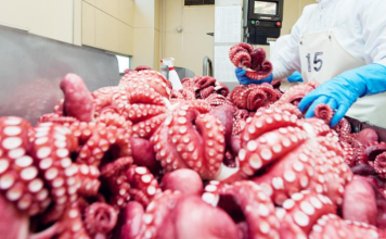 Xuất khẩu mực, bạch tuộc tăng trưởng mạnh