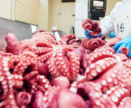 Xuất khẩu mực, bạch tuộc tăng trưởng mạnh