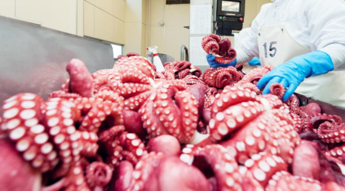 Xuất khẩu mực, bạch tuộc tăng trưởng mạnh