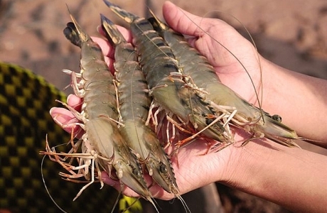 Tăng cường hiệu quả kiểm soát chất lượng, an toàn thực phẩm thủy sản