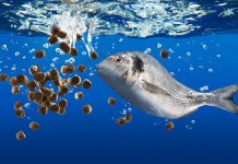 Thức ăn thủy sản Việt được trao chứng nhận quốc tế