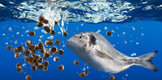 Thức ăn thủy sản Việt được trao chứng nhận quốc tế