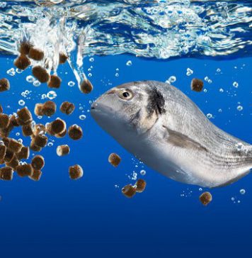 Thức ăn thủy sản Việt được trao chứng nhận quốc tế