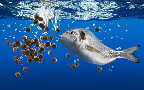 Thức ăn thủy sản Việt được trao chứng nhận quốc tế