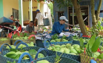 Bà con ĐBSCL lao đao vì rào cản kỹ thuật