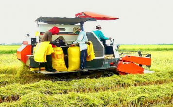 Giá lúa gạo xuất khẩu tiếp tục tăng