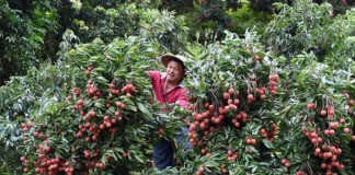 Vải đầu vụ giá tăng cao