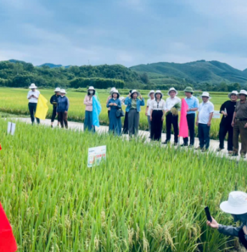Xã Quỳ Hợp đánh giá đầu bờ giống lúa lai SYN18 đạt năng suất cao 2026