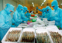 132 doanh nghiệp Việt xuất khẩu tôm vào Hoa Kỳ chịu mức thuế 25,76%