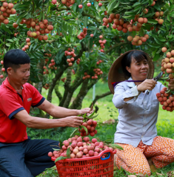Bộ Công Thương vào cuộc hỗ trợ tiêu thụ, xuất khẩu quả vải
