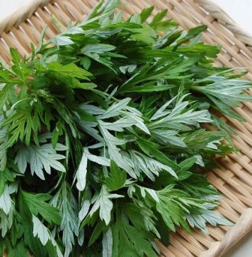 Rau ngải cứu có một tác dụng phụ đáng sợ, biết mà tránh kẻo “hại đủ đường”