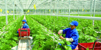 Đổi mới công tác khuyến nông theo tư duy kinh tế nông nghiệp xanh