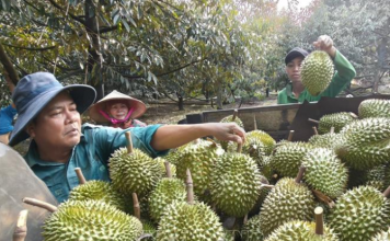 Chuẩn hóa sản xuất, nâng tầm thương hiệu sầu riêng Việt